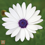 Osteospermum 'Glistening White' - Seeds