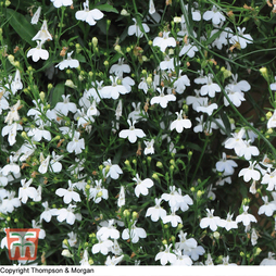 Lobelia erinus 'White Cascade' - Seeds