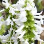 Stachys officinalis 'Wisley White'