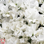 Sweet Pea 'Cream Southbourne'