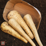 Parsnip 'Tender and True' - Seeds