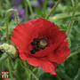 Poppy 'Brilliant' - Seeds