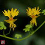 Tropaeolum peregrinum - Seeds