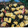 Oenothera 'Lemon Sunset' - Seeds