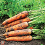 Carrot 'Resistafly' F1 Hybrid - Seeds