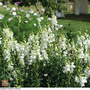 Antirrhinum majus 'Royal Bride' - Seeds