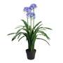 90cm Premium Artificial Agapanthus with pot BLUE