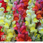 Antirrhinum nanum 'Frosted Flames' - Seeds