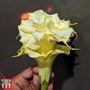 Datura metel 'Double Golden Queen'