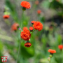 Emilia coccinea 'Scarlet Magic' - Seeds