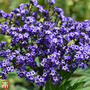 Heliotrope 'Marine'