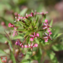 Lopezia cordata 'Pretty Rose' - Seeds