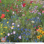 Butterfly Seed Mixture - Seeds