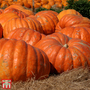 Pumpkin 'Dill's Atlantic Giant'