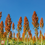 Sorghum nigrum - Seeds