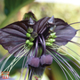 Tacca chantrieri