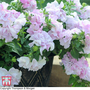 Petunia grandiflora 'Cascade Pink Orchid Mist' F1 Hybrid - Seeds