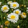 Chrysanthemum coronarium 'Primrose Gem' - Seeds