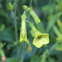 Nicotiana langsdorffii - Seeds