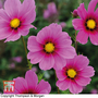 Cosmos bipinnatus 'Versailles Tetra' - Seeds