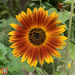 Sunflower 'Earth Walker' - Seeds