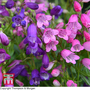 Penstemon 'Miniature Bells' - Seeds