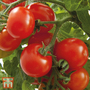 Tomato 'Gartenperle' - Seeds