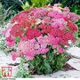 Achillea millefolium 'Summer Pastels'