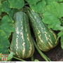 Squash 'Barbara Butternut' F1 Hybrid (Winter) - Seeds