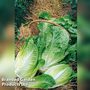 Lettuce Winter Density