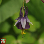 Aquilegia viridiflora 'Chocolate Soldier' - Seeds