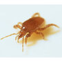 Biological Control - Mighty Mite
