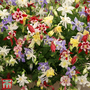 Aquilegia x hybrida 'Crown Jewels Mixed' - Seeds