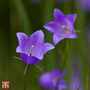 Campanula rotundifolia - Seeds