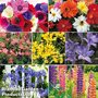 T&M Summer Garden Bundle