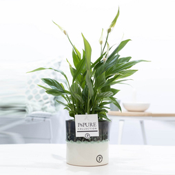 Peace Lily Plant (Spathiphyllum) with Pot