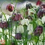 Fritillaria meleagris (Mixed) - Seeds