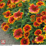 Gaillardia aristata 'Goblin' - Seeds