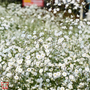 Gypsophila paniculata - Seeds