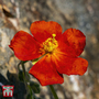 Helianthemum Collection