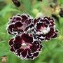 Dianthus chinensis heddewigii ?Zebra Crossing?