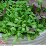 Salad Leaves 'Fancy Summer Mix' - Seeds