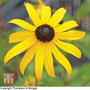 Rudbeckia fulgida 'Goldsturm' - Seeds