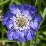 Scabiosa 'House's Novelty Mix' - Seeds