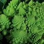 Cauliflower Romanesco precoce - Seeds