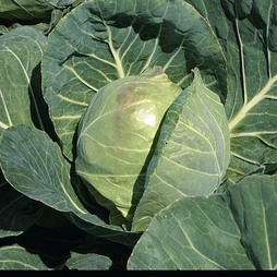 Cabbage 'Primo' (Summer) - Seeds