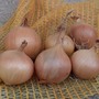 Onion 'Sturon' (Spring Planting)