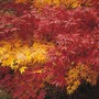 Acer 'Autumn Coloured Hybrids Mixed'
