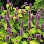 Agastache rugosa 'Golden Jubilee'
