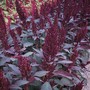 Amaranthus paniculatus 'Marvel Bronze' - Seeds